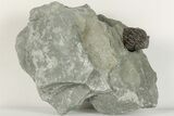 Enrolled Flexicalymene Trilobite In Shale - Mt. Orab, Ohio - #201088-1